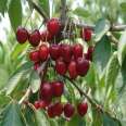 1 to 5 brilliant cherry seedlings with a height of one meter bear early and yield new seedlings with high yield