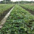 Miao Xiang Strawberry Seedling Dwarfing and Dense Planting Landscape Planning, Green and Beautiful Leaves, Used for Greening on Construction Sites