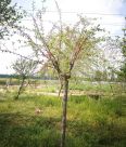 Dropping branch green peach with 1.5 meters branching points, red and white flower varieties, mostly formed by spring grafting for two years