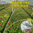 6mm small arch shed pole, 6 coarse vegetable sheds, flower sheds, insulation and seedling cultivation sheds, sun protection net support, glass fiber rod