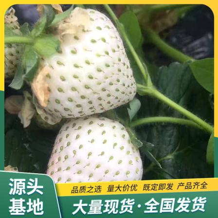 Snow White Strawberry Seedlings Sightseeing Agriculture Picking Use Flower Bud Differentiation Early LF191 Lufeng