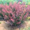 Provide 1 meter crown of purple leaf berberis engineering park community greening Snory seedlings