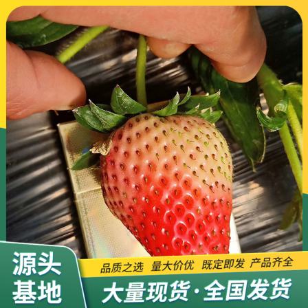 Picking of Red Strawberry Seedlings in Greenhouse Using Source Factory with Pots and Soil for Lufeng Horticulture