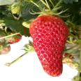 Land Strawberry Seedlings Sweet Charlie Yield High Speed Frozen Cut Ding Deep Processing Long Term Supply