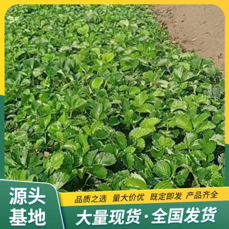 Mingbao Strawberry Seedling Potted Plant Wholesale Use Source Factory Fruit Large and Uniform Lufeng Horticulture