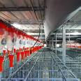 Special equipment for large-scale pig farms - Fully automated feeding line for pigs - Automatic feeding system for pig farms