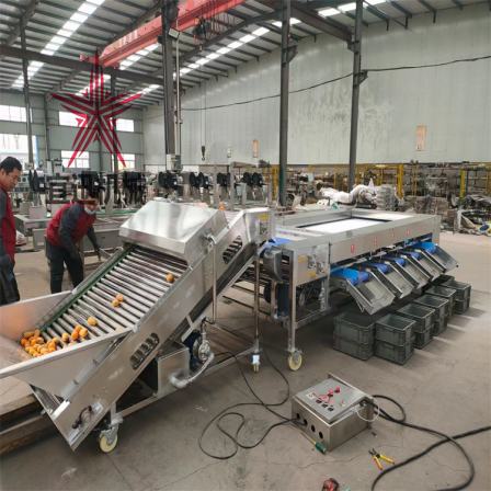 Potato roller sorting machine Sweet potato grading machine Yixun Technology weight sorting equipment