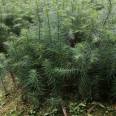 On the same day of seedling emergence, the fast-growing Chinese fir seedlings have developed root systems and survived for many years, with complete specifications and high quality