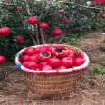 Pot planting and picking of soft pomegranate seedlings are convenient for cultivating pomegranate seedlings and bearing early and new seedlings