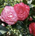 Wholesale of fragrant camellia seedlings and fragrant camellia in a hundred mu planting base