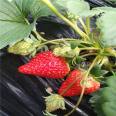 Convenient management of the extension angle of the large branches of the Flanders strawberry seedlings, and non nuclear treatment of the results of the medium and long branches