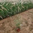 Potted seedlings with strong adaptability to environmental conditions in the Dabuni Pennisetum base, ornamental grass