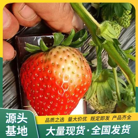 LF1332 Lufeng Gardening Technology for Cultivation and Application of Snow White Strawberry Seedling Picking Base