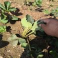 Hole plate strawberry seedlings, white strawberry fruits, large mouthfeel, sweet and detoxified strawberry seedlings