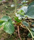 Land Strawberry Seedlings Sweet Charlie Yield High Speed Frozen Cut Ding Deep Processing Long Term Supply