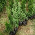 Baota Pine Seedling Wholesale in Growing region Baota Pine Seedling Wholesale Base