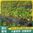 Cultivation of Snow White Strawberry Seedling Picking Base Using Watering Sterilization LF318 Lufeng