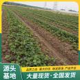 Picking of Red Strawberry Seedlings in Greenhouse Using Source Factory with Pots and Soil for Lufeng Horticulture