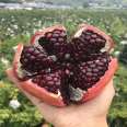 Pot planting and picking of soft pomegranate seedlings are convenient for cultivating pomegranate seedlings and bearing early and new seedlings