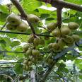 Characteristics of Kiwifruit Seedling Varieties: Resistance to Repeated Cropping, Strong Drought Tolerance