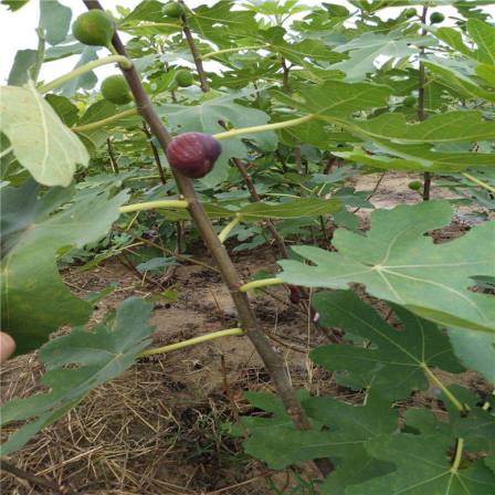 Five-year High Yield Discussion on the Planting Results of Japanese Purple Fruit Seedlings