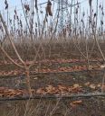 Dwarf Samitot Cherry Seedlings in Wangyun Agricultural Base Spot Lucky Star Fuchen Tamara Survives Well