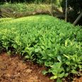 Wholesale of Rhododendron Seedling Planting Base and Rhododendron Seedling Wholesale Base