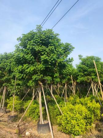 Huanghua Huaishu Shuangjing Horticultural Base with a height of 4.5 meters, a crown diameter of 3 meters, and a ground diameter of 6 centimeters