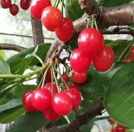 Red Concubine Cherry Seedlings: Southern Sweet Cherry Seedlings Can Be potted and Grown in the Ground. The Seedling Growth Value of Big Cherries in the Current Year