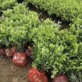 Wholesale of Rhododendron Seedling Planting Base and Rhododendron Seedling Wholesale Base