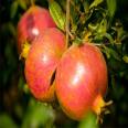 Pot planting and picking of soft pomegranate seedlings are convenient for cultivating pomegranate seedlings and bearing early and new seedlings