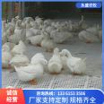 Easy installation and disassembly of chicken, duck, and goose manure leakage plates, plastic manure leakage net pads for chicken, duck, goose, and poultry