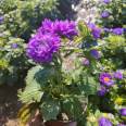 Planting base for potted small seedlings of green chrysanthemum, with various flower colors and seasonal flowers in the head