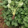 Xinzhong Seedlings Sell Cream Strawberry Seedlings, Fruit Sweetness, High Hardness, Good Transportation Tolerance, Red Strawberry Seedling Base