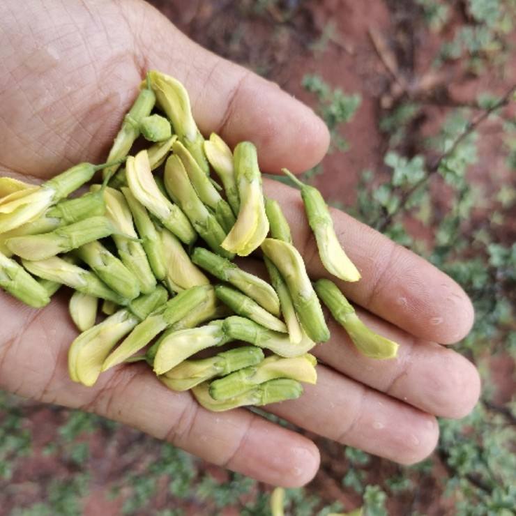 Wholesale of fragrant tea in the production area. Small seedlings with developed rooting systems and high survival standards, complete and complete