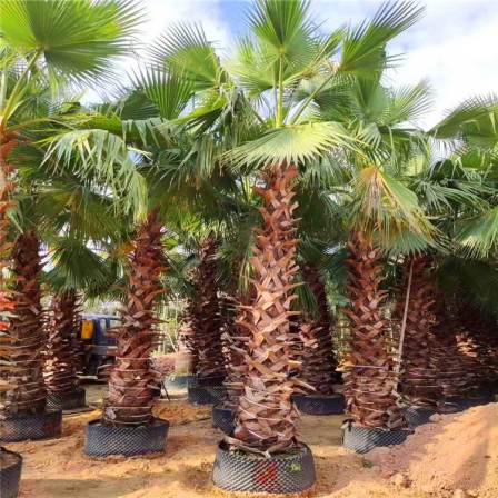 The production area of Huabrown elderly sunflower has a first-hand source of goods for transplanting seedlings and seedlings