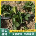 The variety of red strawberry seedlings is complete throughout the four seasons, and they are planted on balconies in the south and north. The results of that year are from Lufeng Horticulture