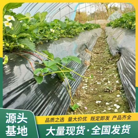 Snow White Strawberry Seedling and Fruit Seedling Base Cultivation and Use Strength Factory Base Seedling Lufeng Gardening