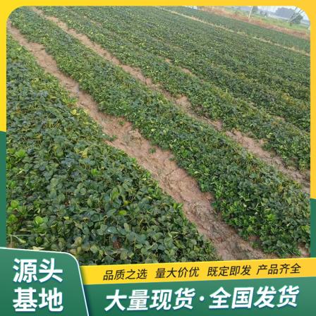 The open-air planting of red strawberry seedlings was carried out by the source manufacturer, and the results of that year were obtained by Lufeng Horticulture