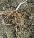 Domestic late maturing apple seedlings with large national light and small national light, suitable for sour and sweet storage, and delicious taste