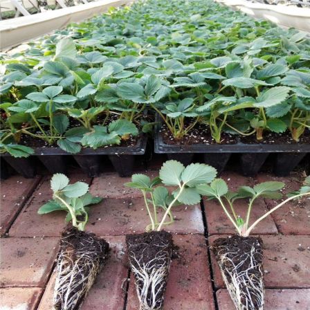 The base sells new red colored strawberry seedlings, Suizhu strawberry hole plate seedlings, with well-developed hair and fine roots, which can be excavated and distributed immediately