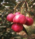 Hawthorn seedlings, big golden stars, sweet red fruits, self flowering, fruiting, prosperous transportation, agricultural courtyard planting, and harvesting in the same year