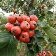 0.8cm thick grafted hawthorn seedlings, high-quality fruit seedlings grow quickly and well, new and medium-sized seedlings