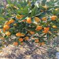 Newhall navel orange seedling orchard with ventilation and light transmission, row spacing planting management, neat and beautiful fruit stems, long shelf life