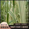 Wholesale of green cypress with bright colors, cultivation, simple fishing, morning glory, ornamental perennial roots, Deutzia, snow cherry blossom, iris