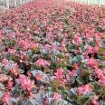 Four Seasons Begonia Seedling Flowering Period from March to December Perennial Greening Rental Ornamental Potting