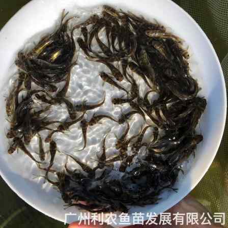 Wholesale of hybrid yellow bone fish fry, yellow radish fry breeding base, source source source, high health survival rate