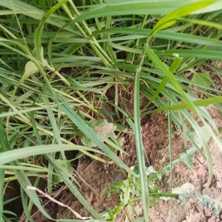 Potted seedlings with strong adaptability to environmental conditions in the Dabuni Pennisetum base, ornamental grass