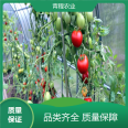 Qingcheng Agriculture has strong pressure resistance, and the design of a single thin film greenhouse has over 90% light transmittance and large lighting area