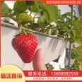 Strawberry seedling planting base is currently being excavated and sold. Yuexiu New Variety Moisturizing Delivery with Developed Root System